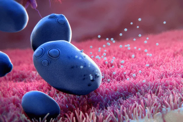 Saccharomyces boulardii