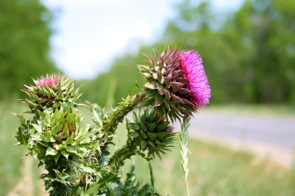 Szilimarin – máriatövis