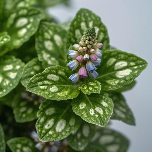 Untitled design (69)